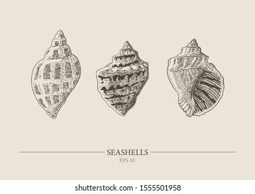 Vector vintage seashells. Excellent for the design of postcards, posters, stickers and so on.