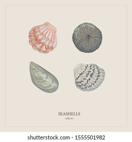 Vector vintage seashells. Excellent for the design of postcards, posters, stickers and so on.