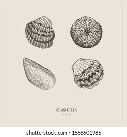 Vector vintage seashells. Excellent for the design of postcards, posters, stickers and so on.