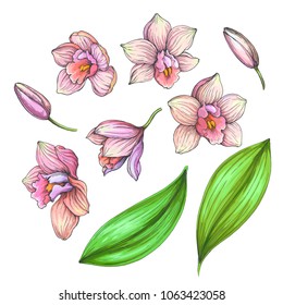 Vector vintage set of  blooming orchids isolated on white. Hand drawn color botanical illustration with tropical pink flowers, buds and green leaves. Graphic elements for floral design