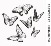 Vector vintage set of butterflies with different positions of wings in engraving style. Hand drawn illustration of nymphalid isolated on white.