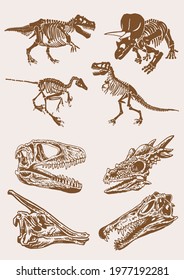 Vector Vintage Set Dinosaurs Skulls Paleontological Stock Vector ...