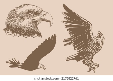 Vector vintage set of eagles, eagle flying and portrait of eagle. Bald eagle, symbol of America
