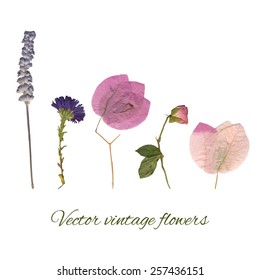 Vector vintage set of flowers