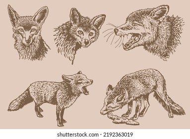 Vektor Vintage Set von Füchsen, Tierzeichnung von Waldtieren, grafische Darstellung