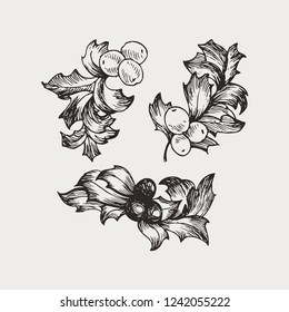 Vector vintage set of hand drawn mistletoe, tradition Christmas decoration plants. Great for invitation and greeting cards