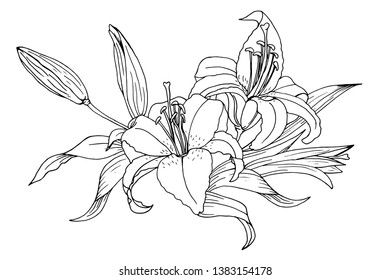 Vector vintage set of lily flowers and leaves isolated on white. Hand drawn botanical illustration. Sketches of natural element for floral design. Coloring book page for adult.