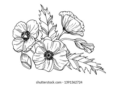 Vector vintage set of poppy flowers and leaves isolated on white. Hand drawn botanical illustration. Sketches of natural element for floral design. Coloring book page for adult.