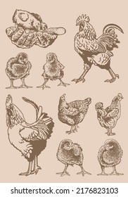 Vector vintage  set of poultry domestic animals: roosters and newborn chicks on sepia background, domestic animals, grahical elements