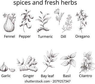 Vector vintage set spices and herbs 
isolated.Fennel,pepper,turmeric,Dill,oregano,garlic,ginger,Bay leaf,basil, 
cilantro.Template print for label, packaging.Outline image on transparent 
background