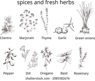 Vector vintage set spices and herbs 
isolated.Cilantro,marjoram,thyme, garlic,green onions,pepper,dill,oregano,basil,rosemary.Template eps print for label,packaging.Outline on transparent background