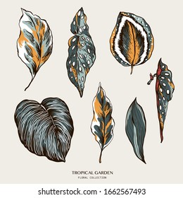Vector vintage set of tropical leaves. Natural houselpant exotic collection. Indoor floral illustration.