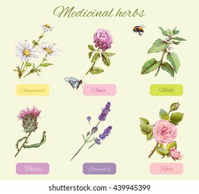 Vector vintage set of wild flowers and medicinal herbs. Design for cosmetics, herbal tea, homeopathy, beauty salon, natural and organic, health care products. Can be used as boho style elements.