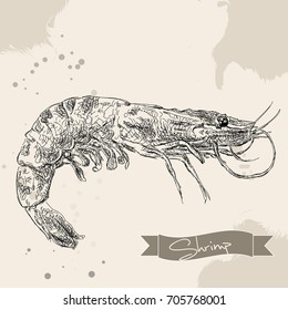 Vector vintage shrimp drawing. Hand drawn monochrome seafood illustration. Great for menu, poster or label.