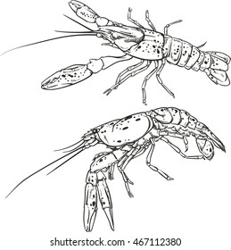 Vector vintage shrimp drawing on a white background. Hand drawn monochrome seafood illustration. Great for menu, poster or label.