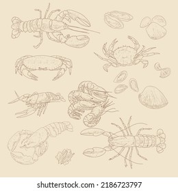 Vector vintage sketch seafood, hand drawn seafood delicacy, restaurant and marine cuisine cafe menu, packaging design.