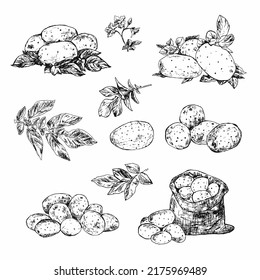 Vector vintage sketch style potatoes with leaves and flowers on white background.Vector vintage sketch style illustration.