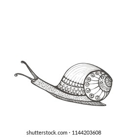 Vector vintage snail decorated with ornament isolated on white background. Vintage hand drawn vector illustration. Snail Achatina, garden snail for children or for adult anti stress coloring book.