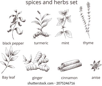 Vector vintage spices and herbs 
isolated.Outline image on transparent 
background.Black pepper, turmeric, mint, thyme, bay leaf, ginger, cinnamon, anise. Pharmacy template print for label, packaging