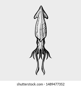 Vector vintage squid drawing. Hand drawn monochrome seafood illustration. Great for menu, poster or label.