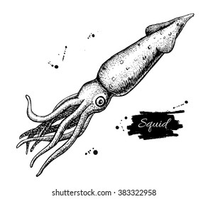Vector vintage squid drawing. Hand drawn monochrome seafood illustration. Great for menu, poster or label.