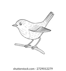 Vector estilo vintage dibujo sittng pájaro, ilustración dibujada a mano, elemento de diseño de naturaleza aislada