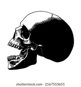 Vector Vintage Style Skull Isolated