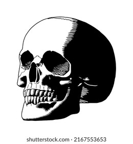 Vector Vintage Style Skull Isolated