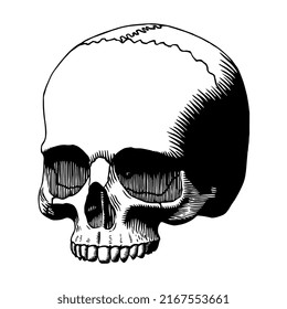 Vector Vintage Style Skull Isolated