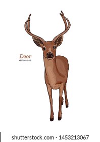 vector vintage styled engraved hand drawn deer animal.