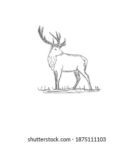 vector vintage styled engraved hand drawn deer animal hunting season