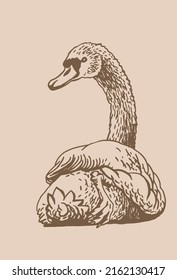 Vector vintage  swan , graphical drawing on sepia background