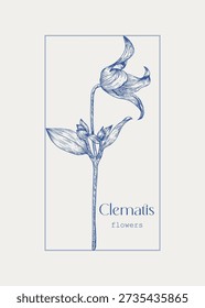 Vector vintage template Clematis flower. Elegante illustration for design greeting card, wedding decor, invitation, gift, birthday. Hand drawn engraved, single element Minimalism.Toile art blue beige