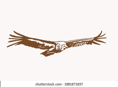 Vector vintage  vulture flying , sepia background, graphical illustration,bird.