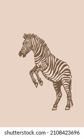Vector vintage  zebra jumping, graphical illustration, savanna African animal	