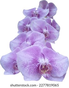 vector violet colored orchid flower on a white background