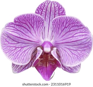 vector violet colored orchid flower isolated on white background - Shutterstock ID 2311016919