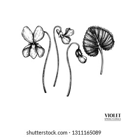 Vector violet drawing. Hand drawn floral elements. Spring flower sketch. Vintage botanical illustration. Black and white plant.