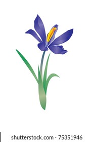 vector violet flower spring crocus