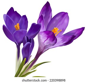 Vector Violet Snowdrop Flowers On White Stock Vector (Royalty Free ...