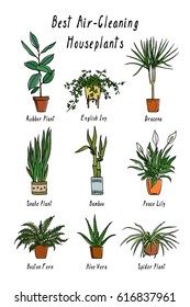 Vector visual guide of best air-cleaning indoor plants. Hand drawn houseplants that filter pollutants from the air. Beautiful floral design elements.