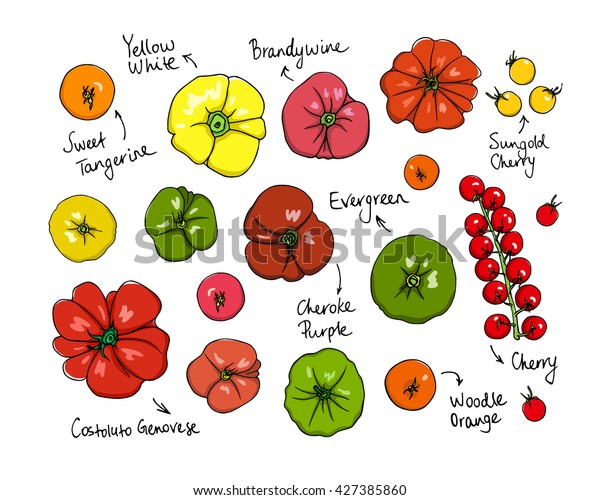 Vector visual guide of tomatoes varieties.\
Beautiful design elements, hand drawn ripe colorful tomatoes.\
Vegetarian, healthy food\
illustration.