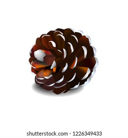 Vector visualization pine cone