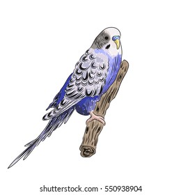 vector vivid realistic parrot sitting on tree branch. EPS