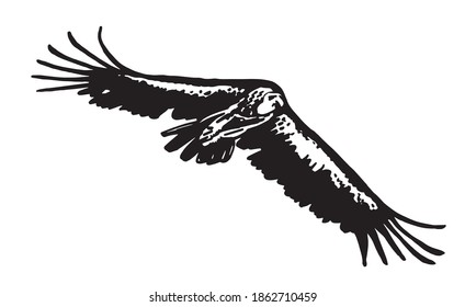 Vector vulture flying isolated on white background, bird.