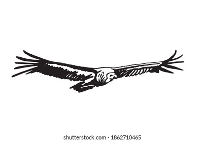 Vector vulture flying isolated on white background, bird.