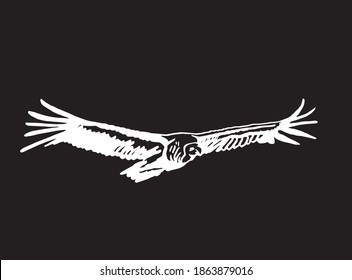 Vector vulture isolated on black  background, engraved illustration,bird.