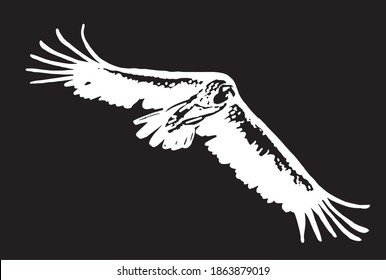 Vector vulture isolated on black  background, engraved illustration,bird.