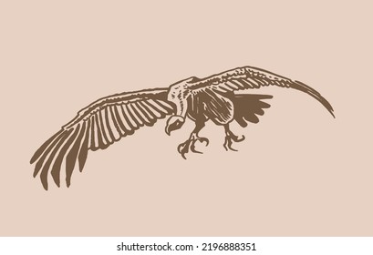 Vector vulture on sepia background,graphical drawing. Wild bird,hunter