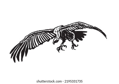 Vector vulture on white isolated,graphical drawing. Wild bird,hunter